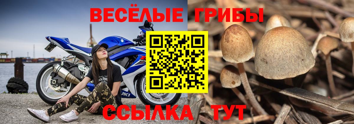 Галлюциногенные грибы MAGIC MUSHROOMS  Вход с VPN  купить наркотики цена  Нижнеудинск  Псилоцибиновые грибы GOLDEN TEACHER 